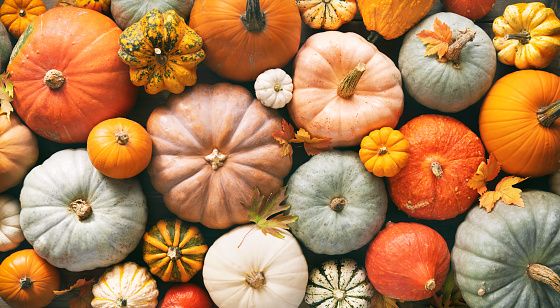 Picture of pumpkins of different sizes and colours